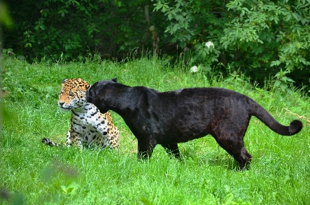 Hund säugetier schwarz fauna Foto