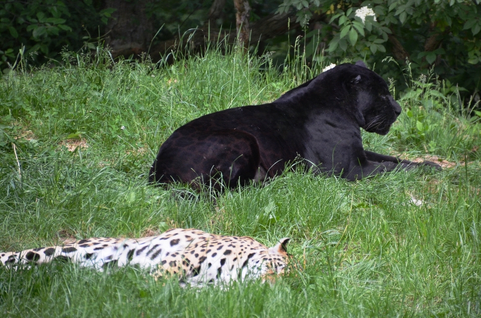 Animali selvatici zoo mammifero fauna