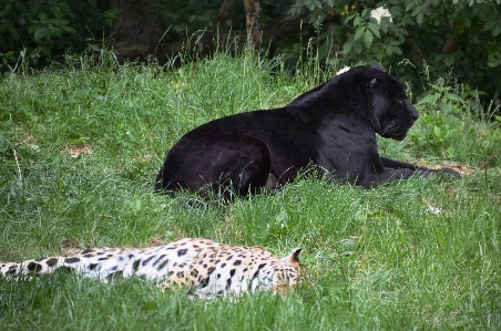 Tierwelt zoo säugetier fauna Foto