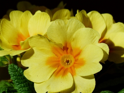 花 植物 花弁 咲く 写真