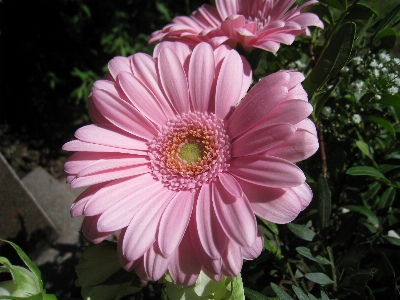 Plant flower petal summer Photo