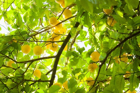 Foto árbol naturaleza bosque rama