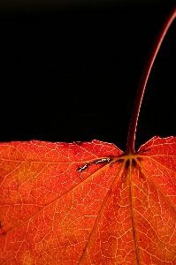 Tree nature branch plant Photo