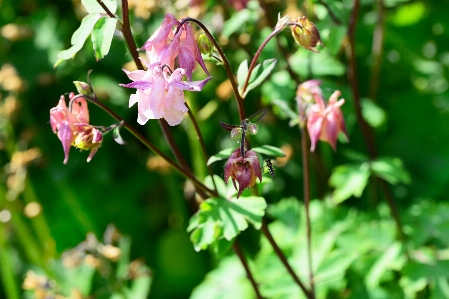 Nature blossom plant meadow Photo