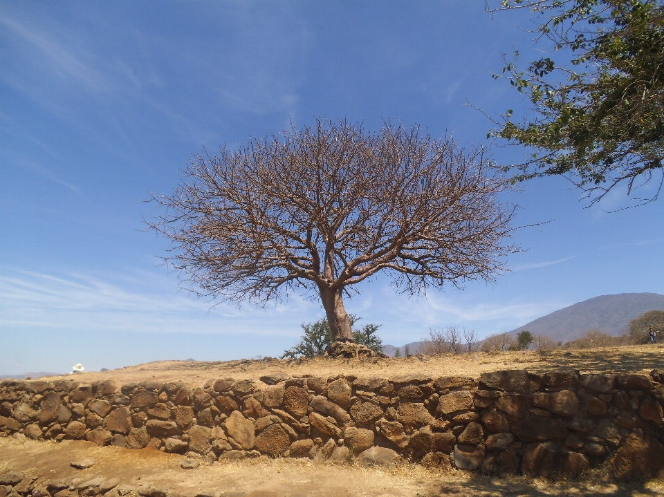 Paisagem árvore natureza região selvagem
