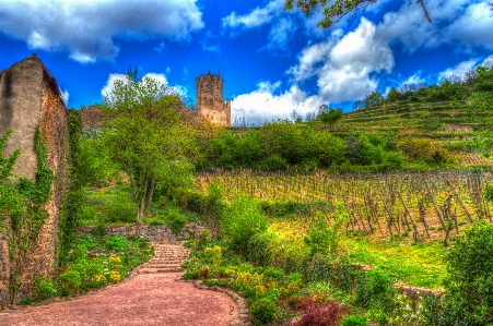 Foto Paisaje árbol prado
 colina