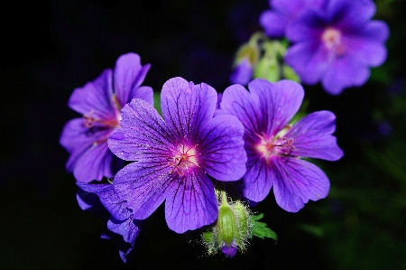 Blossom plant flower purple Photo