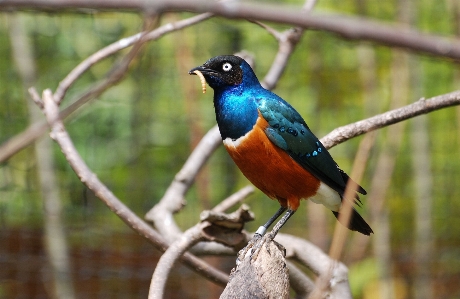 Natur zweig vogel tierwelt Foto