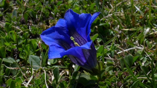 Blossom plant flower bloom Photo