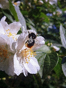 Foto Natureza florescer asa luz