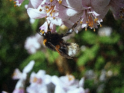 Nature branch blossom wing Photo