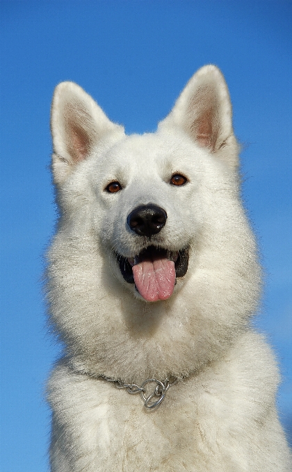 Weiss hund tier haustier