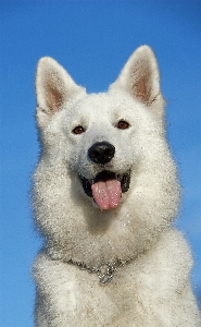 White dog animal pet Photo