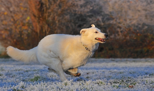 Cold winter white frost Photo