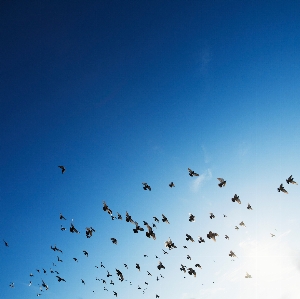 Bird wing sky flock Photo