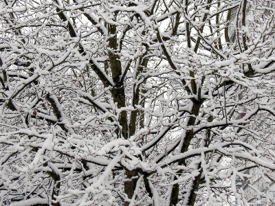 Foto árvore filial neve frio