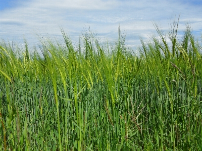 Landscape grass marsh plant Photo