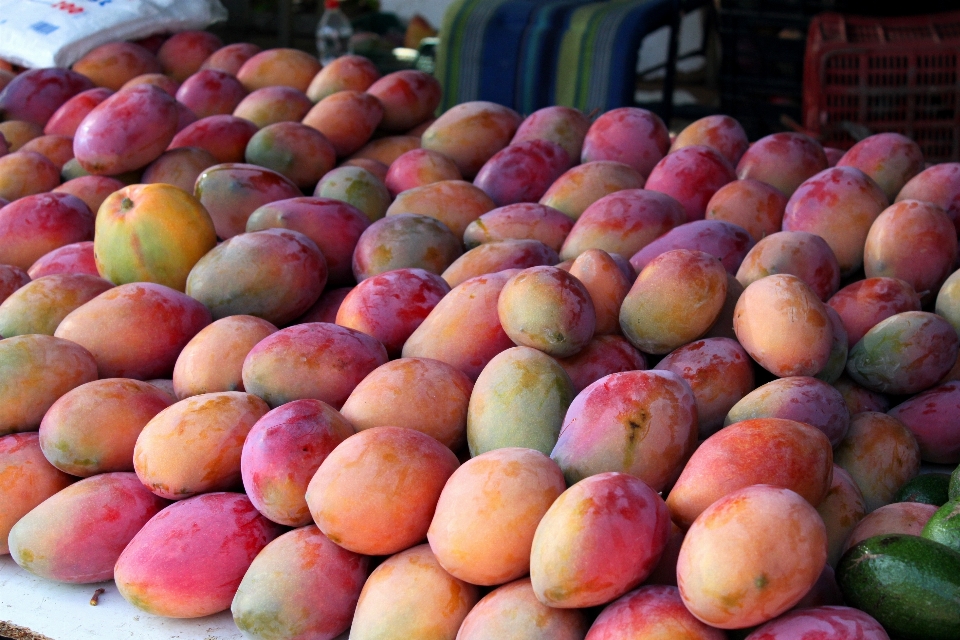 Apple tanaman buah makanan