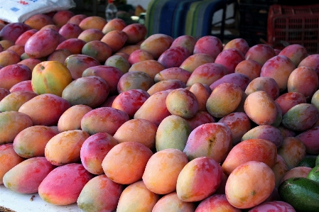 Apple plant fruit food Photo