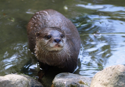 水 自然 濡れた 野生動物 写真