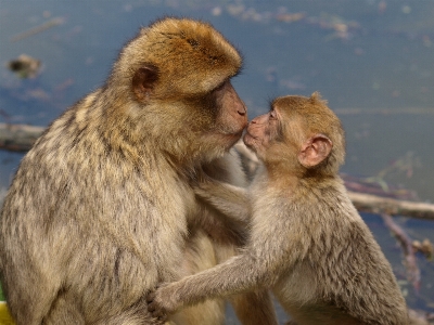 Wildlife love young kiss Photo