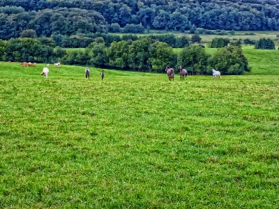 Landscape nature forest grass Photo