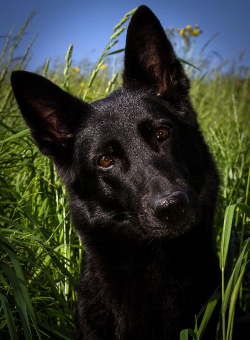 Erba cane mammifero nero