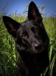 Grass dog mammal black Photo