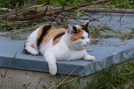 Photo Animal de compagnie chat mammifère fauna