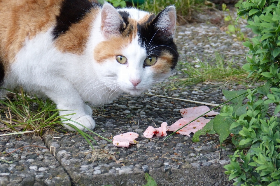 Rumput peliharaan anak kucing