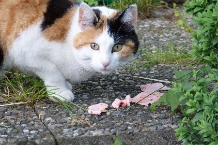 Grass pet kitten cat Photo