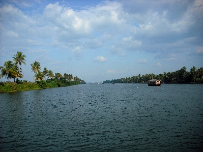 Foto Laut pesisir pohon air