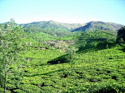 Landscape forest mountain field Photo