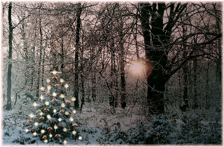 Landscape tree branch snow Photo