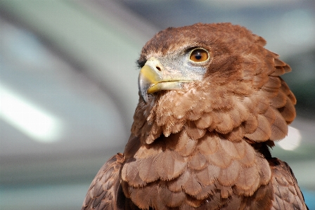 Foto Burung sayap margasatwa paruh