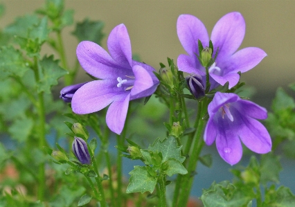 Natur blüte anlage blume Foto