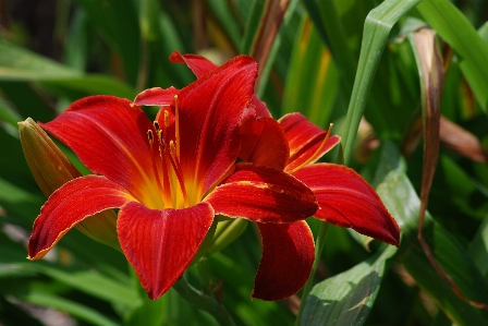 Foto Tanaman bunga daun merah