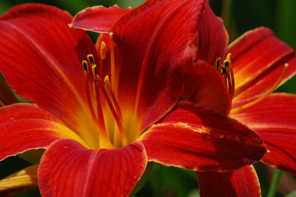 Plantar flor pétala vermelho