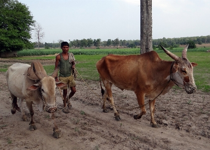 Farm countryside herd vehicle Photo