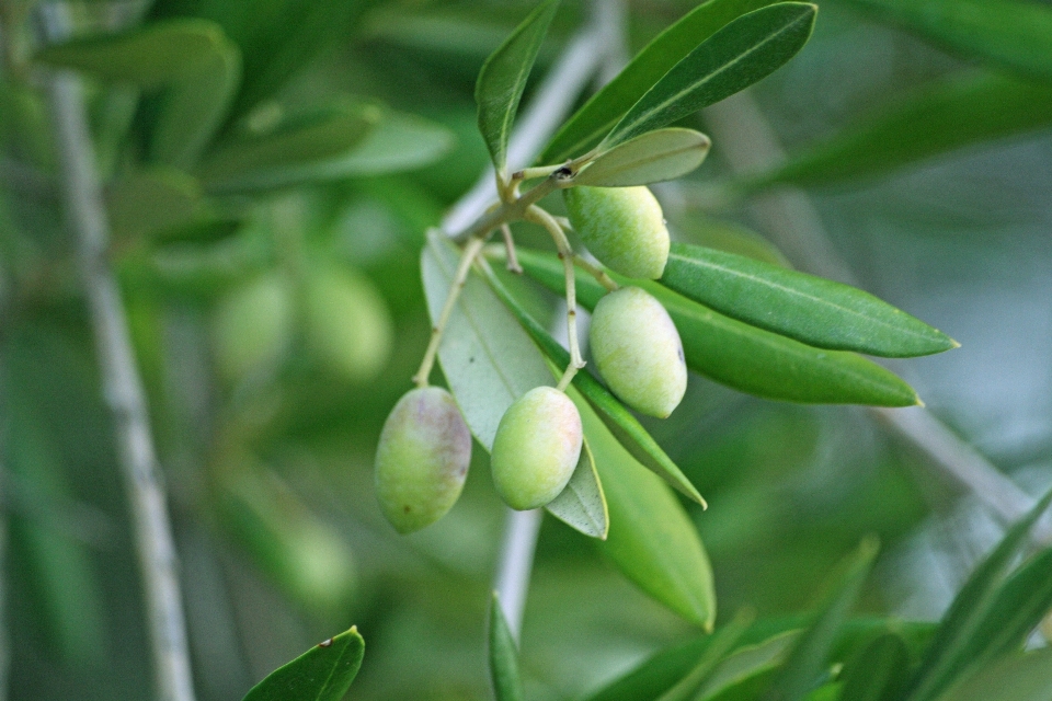 树 分支 植物 水果