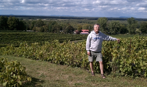 Man person vineyard field Photo