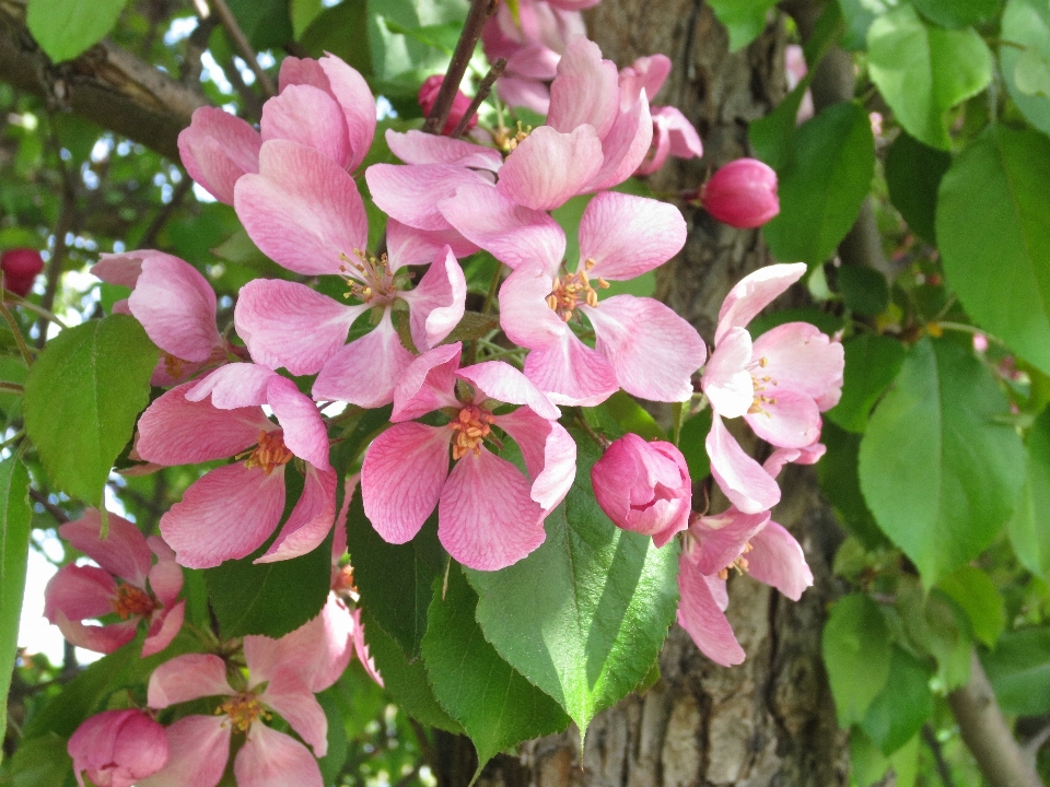 árbol florecer planta flor