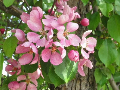 Tree blossom plant flower Photo