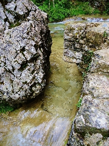 Tree water nature rock Photo