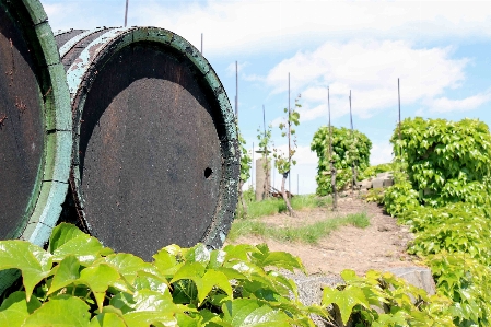 木 自然 空 vine 写真