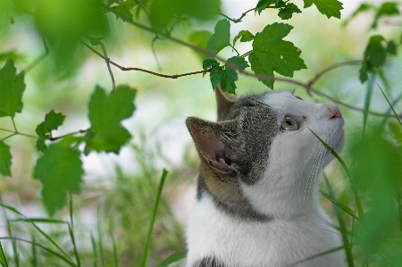 Nature grass branch animal Photo