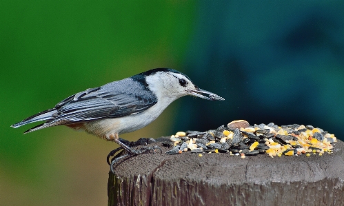 自然 鳥 野生動物 嘴 写真