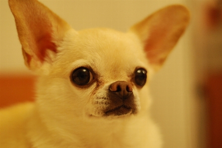 子犬 犬 動物 かわいい 写真