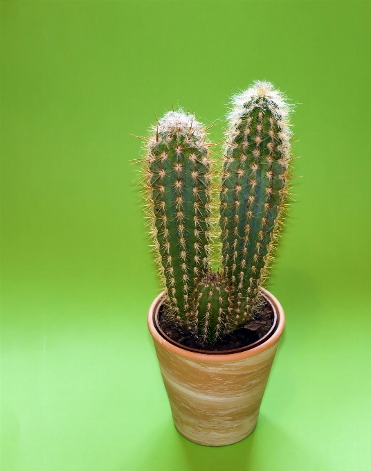 épineux
 cactus
 usine fleur