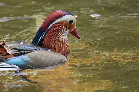 水 自然 鳥 動物 写真